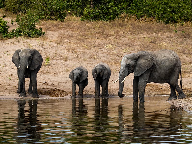 Botswana-Chobe-Elephants