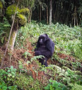 Rwanda_Gorillas