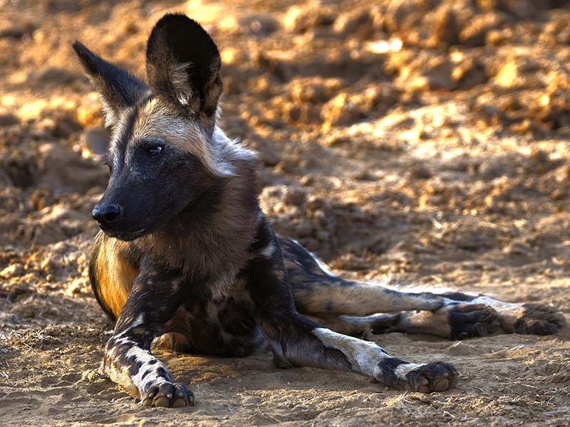 Wild Dog resting in Zambia