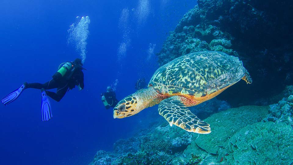 SCUBA dive with turtles in Seychelles