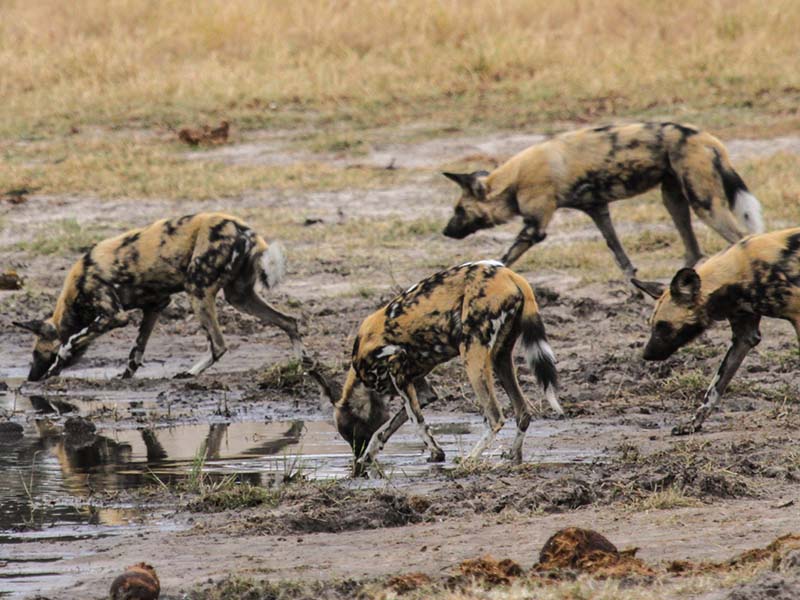 Wild Dog at a watering hole, Zimbabwe, Africa