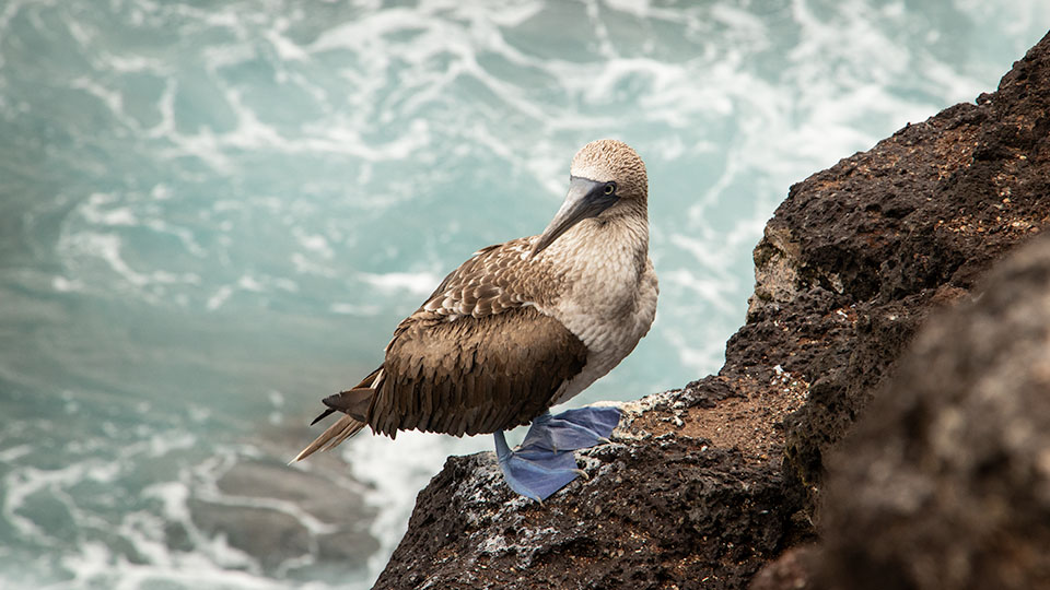 A Blue Footed Boobie on the rocks in Galápagos Islands, Ecuador