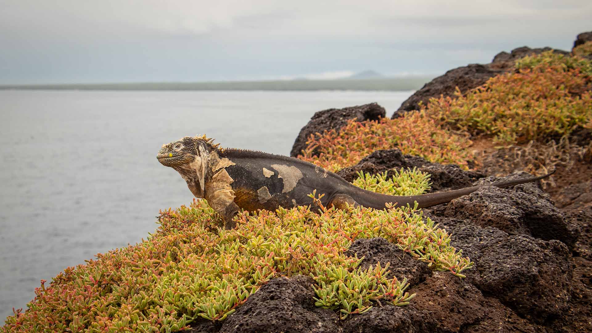 A Land Iguana looking at the sea in the Galápagos Islands, Ecuador