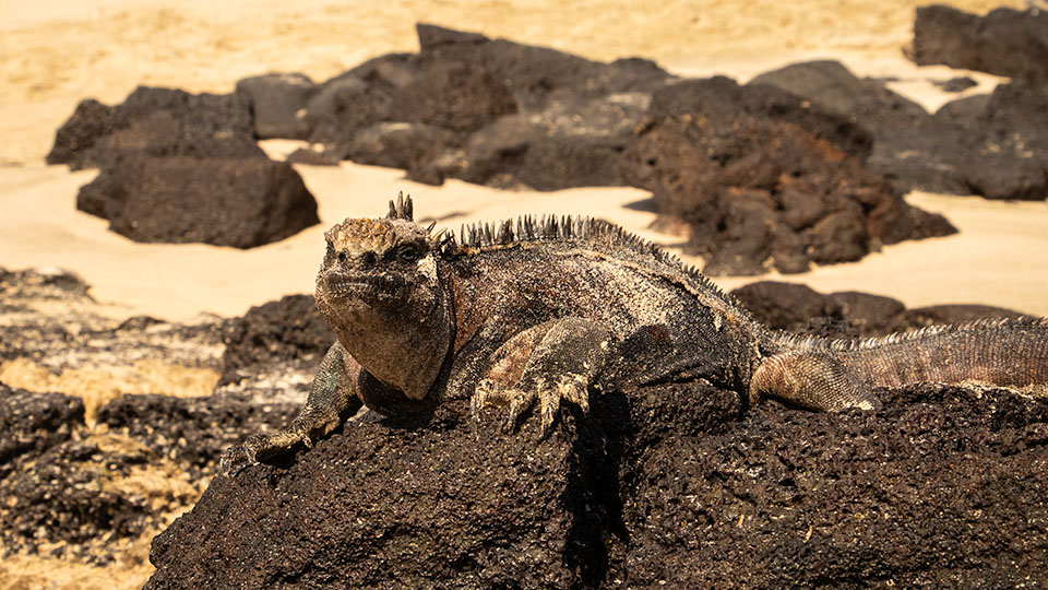 A Marine Iguana sunning itself on the rocks in Galápagos Islands, Ecuador