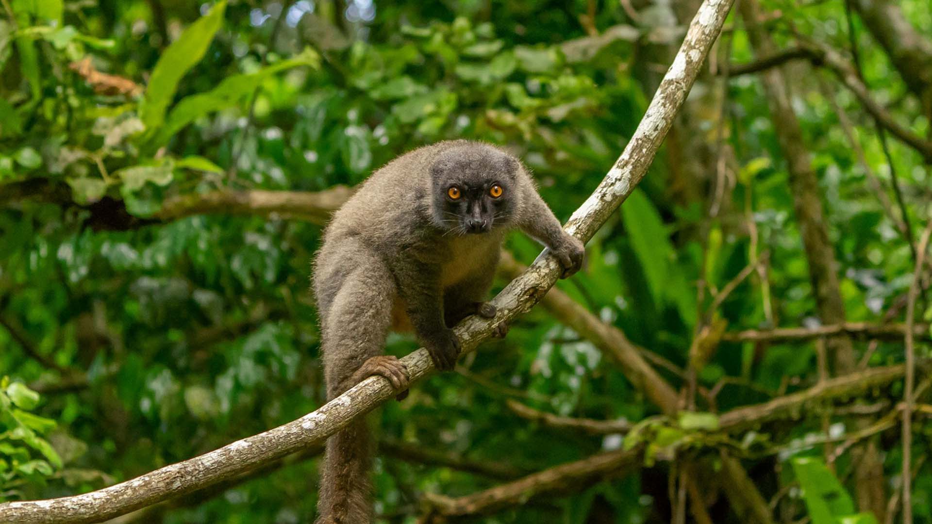 An inquisitive Lemur, Madagascar