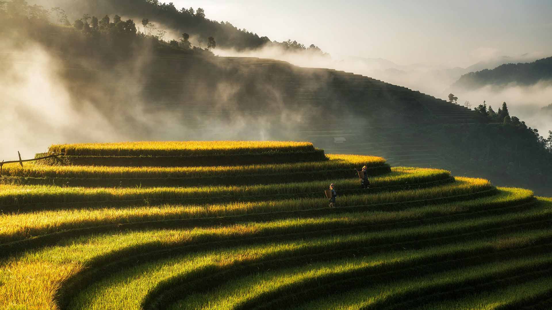 The stunning rice terraces of Mu Can Chai in Vietnam