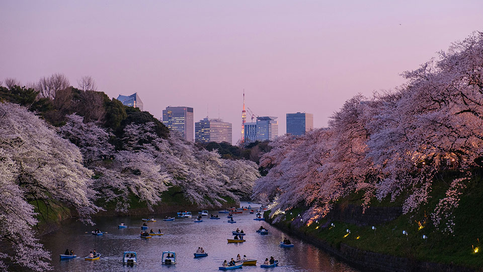 Beautiful cherry blossoms in Tokyo, Japan